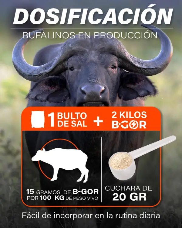 Dosificación B-GOR búfalos